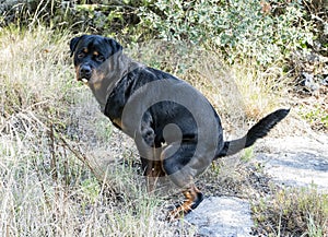 Defecate rottweiler in nature