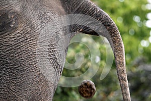 Defecating Elephant