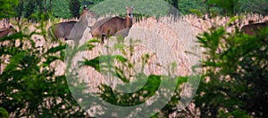 Defecating Female Nilgai blue bull Deer in Natural Wildlife habitat