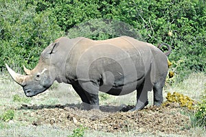 Defecating Rhinoceros