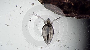 Defecation of the microorganism from daphnia pond close-up