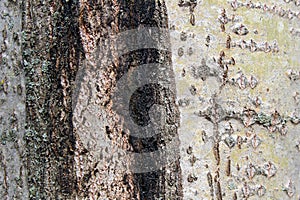 defective abstract texture of aspen tree bark