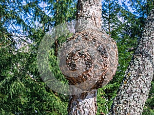 Defects in the shape of the tree trunk