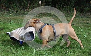 Defence dog photo