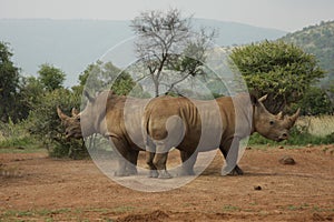 Defending Rhinos photo