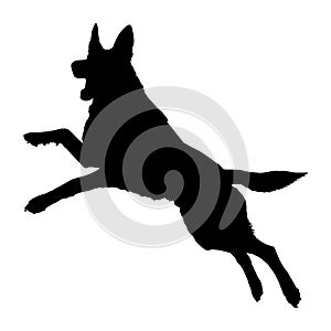 Defense German shepherd dog silhouette isolated on a white background