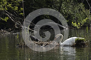 Defense of the nest, Coot vs Swan