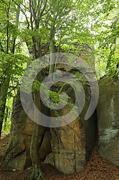 Defense walls of ruins of castle Zbiroh