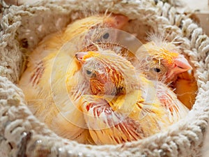 Defenseless chicks sleep in the nest. Newly hatched canary chick and eggs in the nest. Breeding of songbirds at home