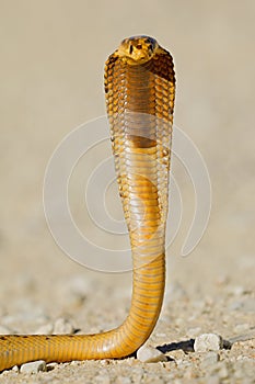 Defensive Cape cobra - Kalahari desert photo