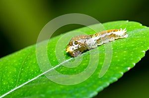 Defensive Caterpillar photo