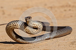 Defensive Eastern Brown Snake