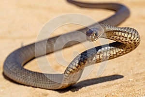 Defensive Eastern Brown Snake