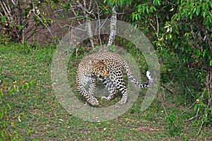 Defensive Leopard