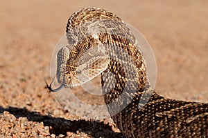 Defensive puff adder