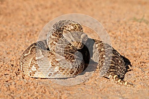 Defensive puff adder