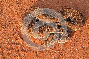 Defensive puff adder