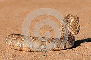 Defensive puff adder