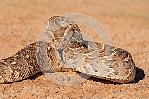 Defensive puff adder photo