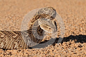 Defensive puff adder photo