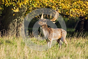 A Defiant Looking Fallow Deer Buck - Dama dama, Warwickshire, England.