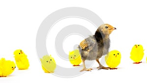 a defiant real brown chick standing out from the fake yellow chicks