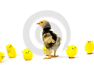 a defiant real brown chick standing out from the fake yellow chicks