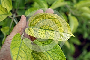 Deficiency of minerals in plant. lack of nitrogen, potassium. Iron deficiency chlorosis. Sick yellow leaf of apple tree