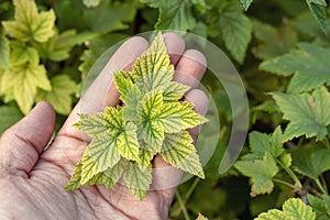 Deficiency of minerals in plant. lack of nitrogen, potassium. Sick yellow currant leaves