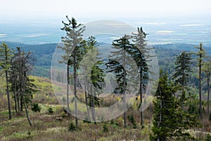 Deficient forest on the top of hill