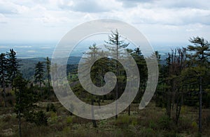 Deficient forest on the top of hill