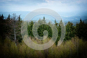 Deficient forest on the top of hill