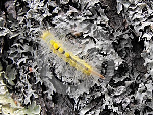 Definite-Marked Tussock Moth caterpillar