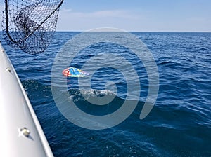 Deflated helium balloon floating in lake