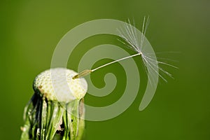 Deflorate dandelion