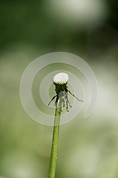 Deflorate dandelion. Totally bald dandelion on the stem