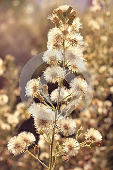 Deflorate wild flower