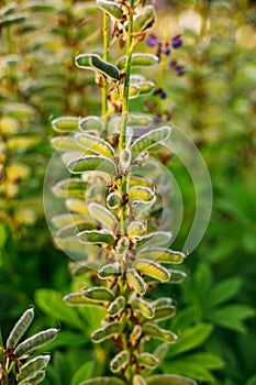 Deflorate Wild Flowers Lupine With Seed Pods In Summer Spring