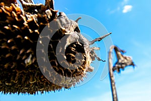 Deflorate, withered sunflower on background of blue sky