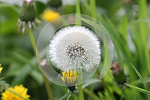 Deflowered dandelion on a meadow in beams of the sunset sun a close up. Macro.