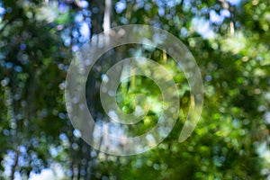 Defocus bamboo forest bokeh