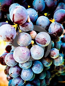 Defocus barolo ripe grapes ready for harvest.