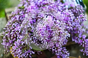 Defocus beautiful lilac flowers branch on a green background, natural spring background. Nature blurred background in