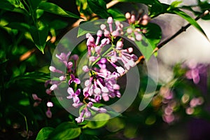 Defocus beautiful lilac flowers branch on a green background, natural spring background. Nature blurred background in
