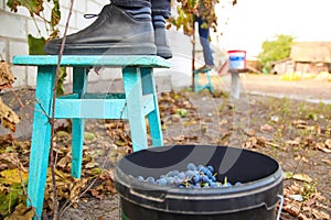 Defocus bucket of blue grape. Red wine grapes on vine in vineyard, close-up. Winemaker Harvesting Grapes. Man harvesting