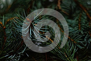 Defocus close-up green Christmas fir tree branches background. Christmas pine tree wallpaper. Copy space. New Year theme