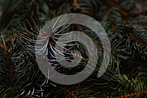Defocus close-up green Christmas fir tree branches background. Christmas pine tree wallpaper. Copy space. New Year theme