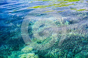 Defocus Coral Reef Under Crystal Clear Turquoise Water