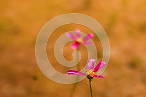 Defocus cosmos flower. A magenta cosmic flowers among the summer yellow nature background. Rose or pink flower. Minimal