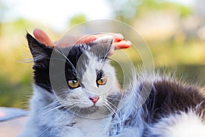 Defocus female hands stroking and caress cute adorable black and white cat, kitten with beautiful difference yellow eyes